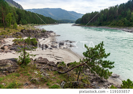 Small pine trees grow at rocky coast of Katun river, Siberian landscape. Altai Small pine trees grow at rocky coast of Katun river, Siberian landscape. Altai 119103857