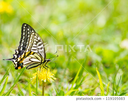 Spring swallowtail butterfly drinking nectar 119105083