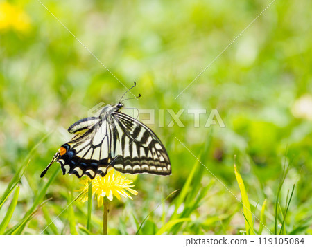 flight of swallowtail butterfly in spring 119105084