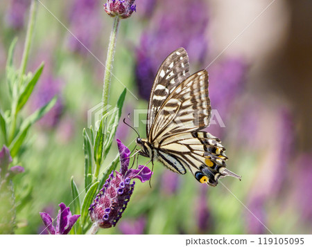 Spring swallowtail butterfly drinking nectar 119105095
