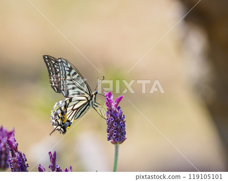 Spring swallowtail butterfly drinking nectar 119105101