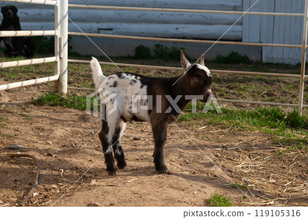 little white and brown goat on the ranch 119105316