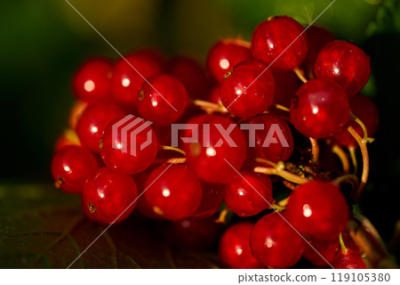 Branch of ripe red currant in a home garden 119105380