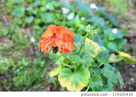 天竺葵花 119105430