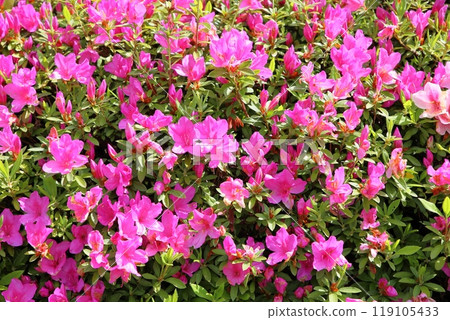 Hirado azalea flowers in full bloom 119105433