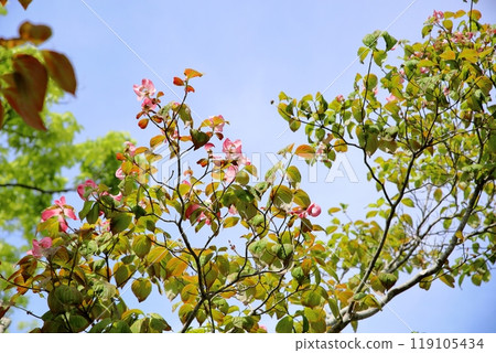 Dogwood flower Dogwood flower 119105434