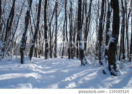 Snowbound deciduous forest with snow covered trees and empty trail among snowdrifts at sunny winter day. With no people beautiful wintry landscape. Snowbound deciduous forest with snow covered trees and empty trail among snowdrifts at sunny winter day. With no people beautiful wintry landscape. 119105524