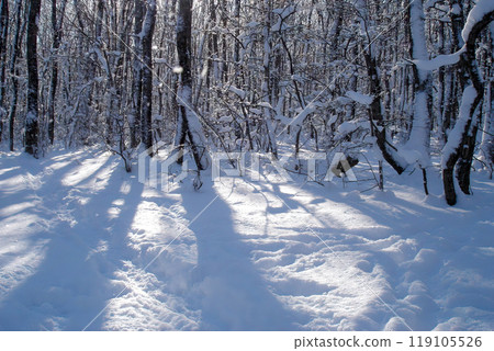 Snow covered deciduous forest with snowbound trees and empty track among snowbanks at sunny winter day. With no people beautiful wintry landscape. Snow covered deciduous forest with snowbound trees and empty track among snowbanks at sunny winter day. With no people beautiful wintry landscape. 119105526