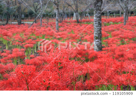 Cluster amaryllis Cluster amaryllis 119105909
