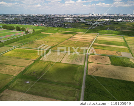 Aerial view of rice fields 119105949