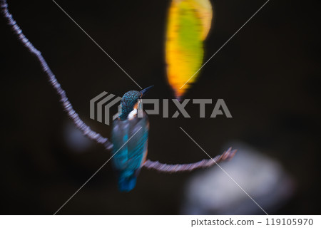 風中的翠鳥 風中的翠鳥 119105970