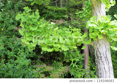 銀杏樹biloba年輕葉子 銀杏樹biloba年輕葉子 119106081