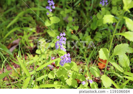 小斑之津七海荘的花 119106084