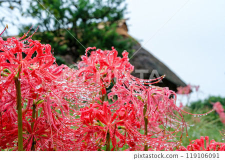 Thatched roof and Chinese quince 119106091