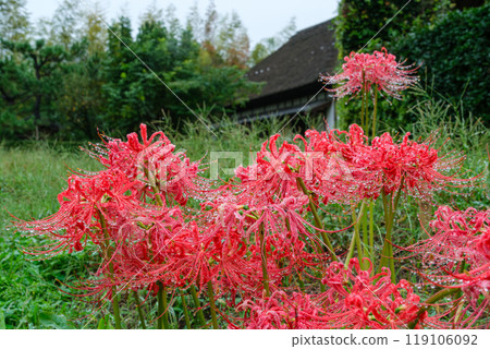 Thatched roof and spider lilies 119106092