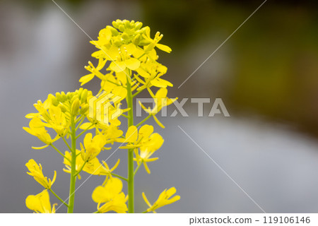 油菜花有著令人印象深刻的亮黃色 119106146
