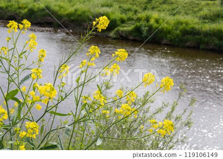 Rape blossoms blooming in the river Rape blossoms blooming in the river 119106149