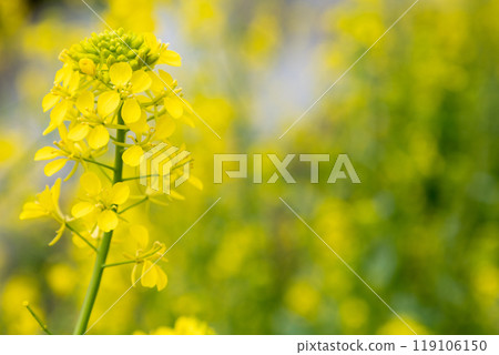 Rape blossoms taken up 119106150