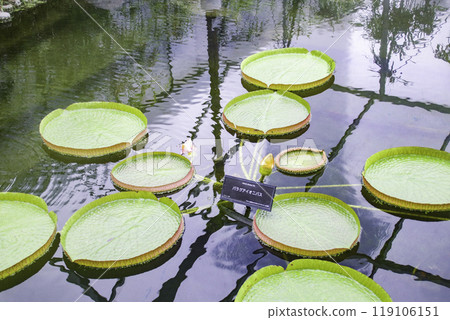 Paraguayan oni bus 119106151