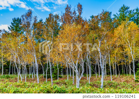 黃色葉子白樺森林 119106241