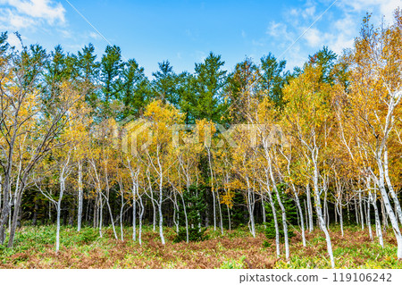 White birch forest of yellow leaves White birch forest of yellow leaves 119106242