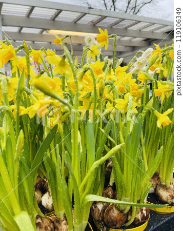 Close up of yellow spring flowers on the ground. Sweden 119106349