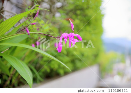 Cute splendid lily flower Cute splendid lily flower 119106521