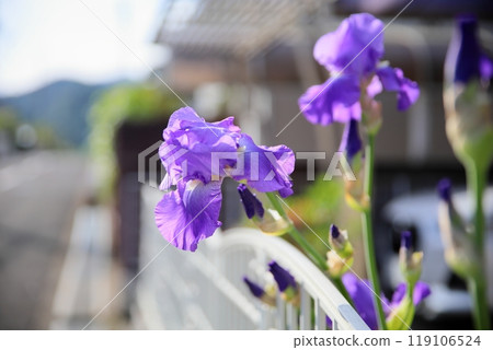 Hanabishi flower 119106524