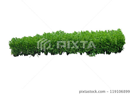 Green bush Green bush 119106899