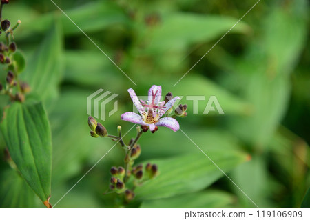 向島百花園的Hototogisu 119106909