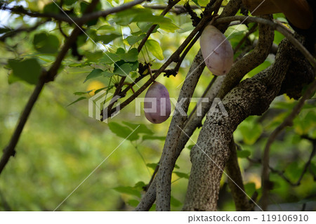 木通果，向島百花園 119106910