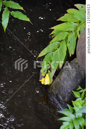 向島百花園的黃腹蜥蜴 向島百花園的黃腹蜥蜴 119106913