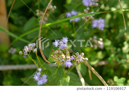 Ageratum at Mukojima Hyakkaen Ageratum at Mukojima Hyakkaen 119106917