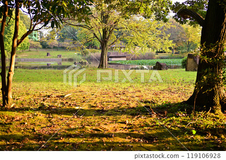 Autumn colors beginning to change at Shiroyama Park, Okegawa City Autumn colors beginning to change at Shiroyama Park, Okegawa City 119106928