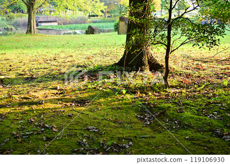 秋色開始改變 桶川市城山公園 119106930