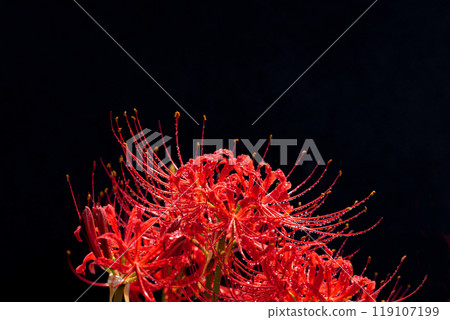 雨後水滴覆蓋的紅蜘蛛百合和黑色背景 119107199