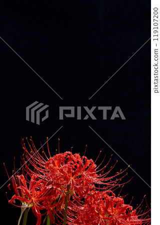 A red spider lily covered in water droplets after the rain and a black background 119107200