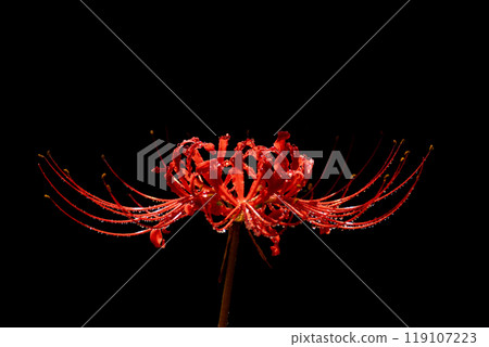 A red spider lily covered in water droplets after the rain and a black background 119107223