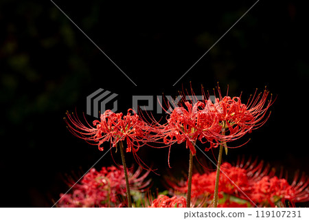 A red spider lily covered in water droplets after the rain and a black background 119107231