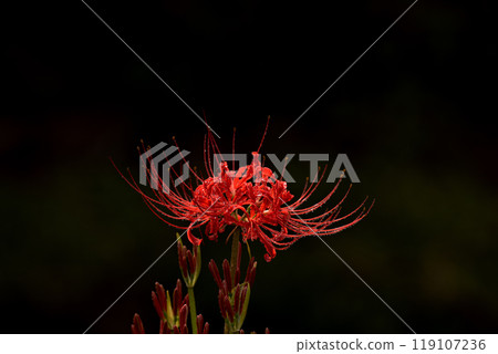 雨後水滴覆蓋的紅蜘蛛百合和黑色背景 雨後水滴覆蓋的紅蜘蛛百合和黑色背景 119107236