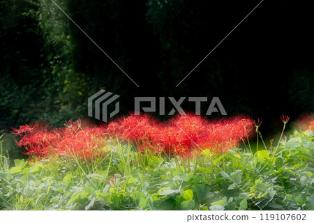 多重曝光拍攝蜘蛛百合盛開的夢幻氛圍 119107602