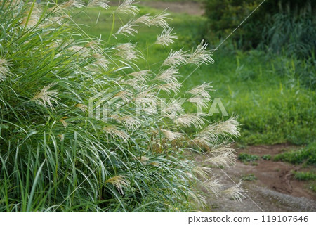 Japanese silver grass growing in clusters along mountain paths 119107646