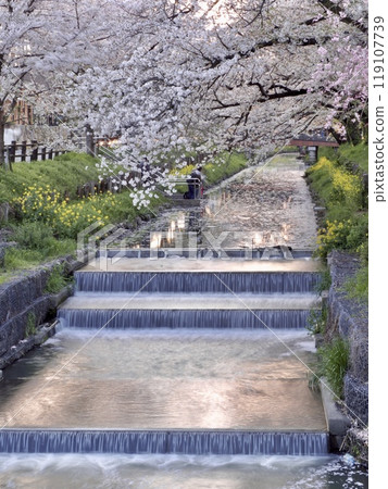 川越冰河神社新川的春天 川越冰河神社新川的春天 119107739