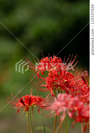 Cluster amaryllis after the rain Cluster amaryllis after the rain 119107826