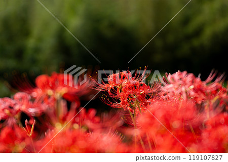 Cluster amaryllis after the rain Cluster amaryllis after the rain 119107827