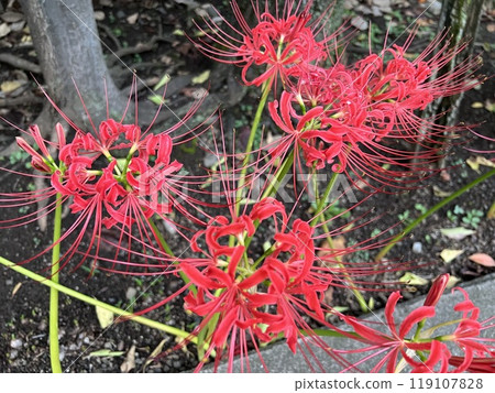Lycoris radiata blooming in autumn flowerbed Lycoris radiata blooming in autumn flowerbed 119107828