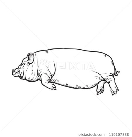 Drawing outline of a sleeping pig Drawing outline of a sleeping pig 119107888