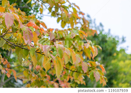 Cherry leaf coloring Cherry leaf coloring 119107939