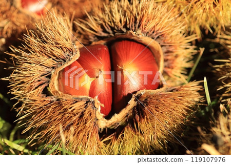 A large brown chestnut inside a burr that has fallen from a chestnut tree A large brown chestnut inside a burr that has fallen from a chestnut tree 119107976