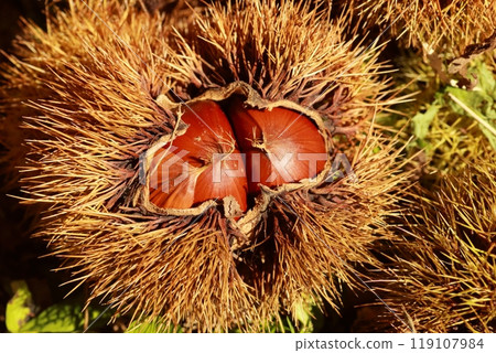 A large brown chestnut inside a burr that has fallen from a chestnut tree A large brown chestnut inside a burr that has fallen from a chestnut tree 119107984
